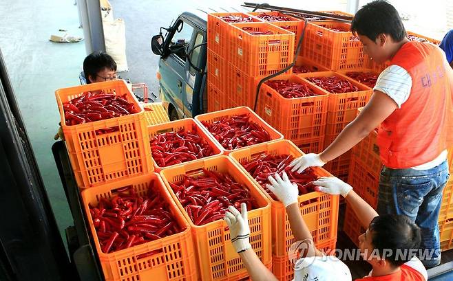 영양 고추 [연합뉴스 자료사진]