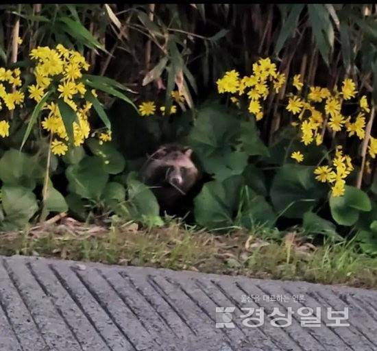 ▲ 울산 동구 대왕암공원 대나무숲에서 너구리가 고개를 내밀고 주변을 살피고 있다. 최근 이 일대에서는 길고양이 먹이를 찾아 내려온 너구리가 종종 목격되고 있다. 독자 제공