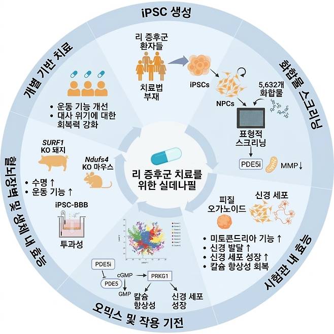 실데나필의 리 증후군 치료 효과. 환자의 iPS세포(유도만능줄기세포)로 만든 뇌 오가노이드는 물론이고 생쥐와 돼지 실험에서도 리 증후군의 증상을 개선하고 수명을 연장하는 효과가 나타났다. 환자 6명 대상 시험에서도 운동능력과 인지기능이 개선되는 효과가 나타났다./Cell