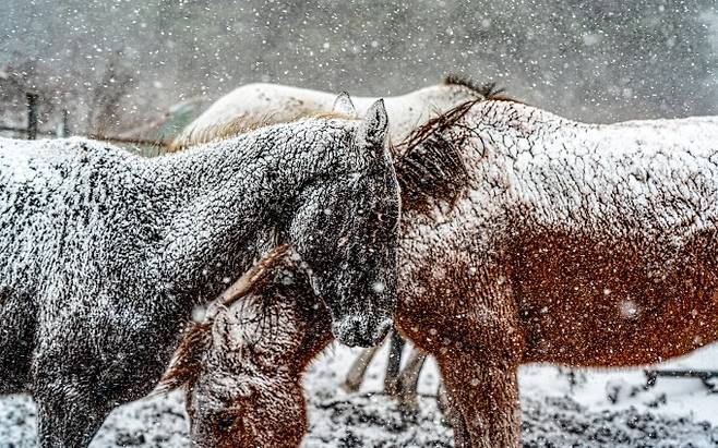 '설중마'. 강병진/기상청 기상기후 공모전 수상작 금상