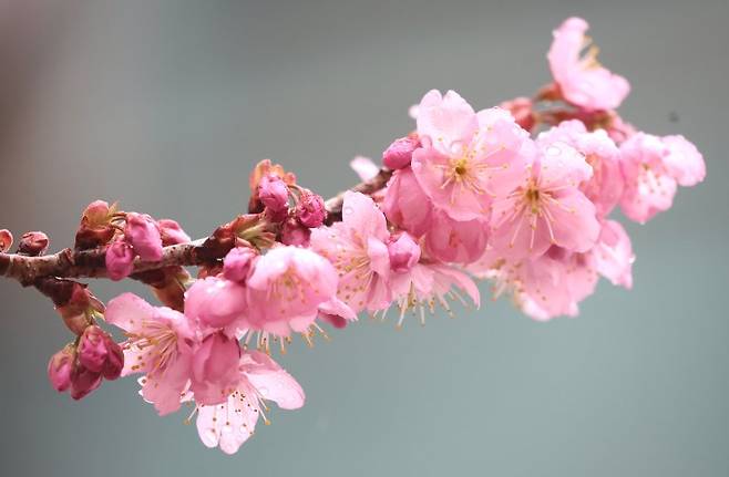 활짝 핀 매화꽃(위)과 벚꽃