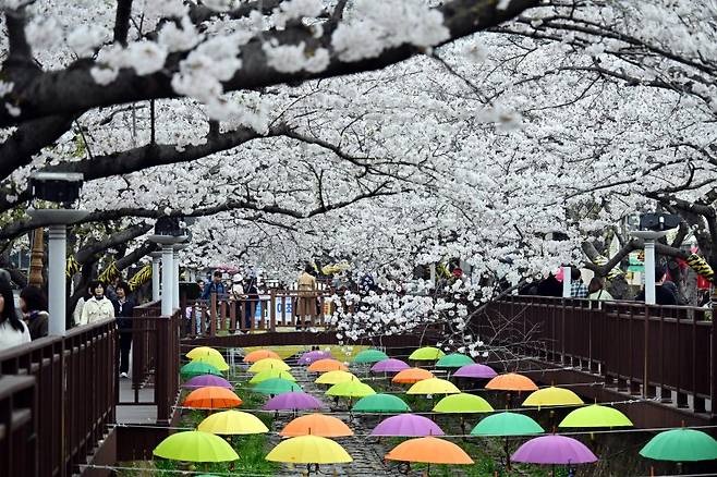 맨위부터 지난해 광양매화축제장을 찾은 관광객들이 매화마을을 둘러보고 있다. 전남 구례군 산수유꽃축제장. 여수 영취산에 활짝 핀 진달래꽃. 창원시 진해구 여좌천에 벚꽃이 만개해 상춘객을 유혹하고 있다. 사진=뉴시스 연합뉴스