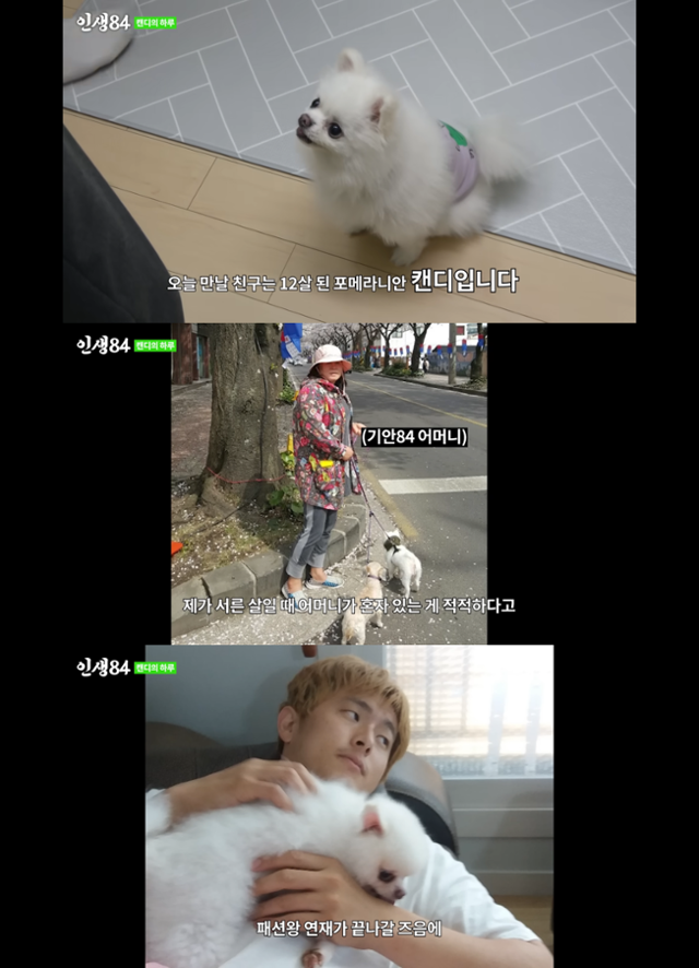 유튜브채널 인생84 <12년 기른 반려견의 하루> 캡처