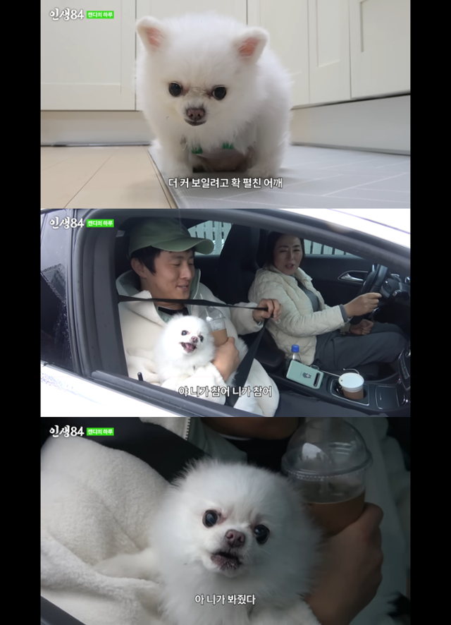 유튜브채널 인생84 <12년 기른 반려견의 하루> 캡처