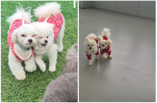 커플룩을 입고 뛰어노는 알콩이와 달콩이의 모습 @khmnim1513 캡처