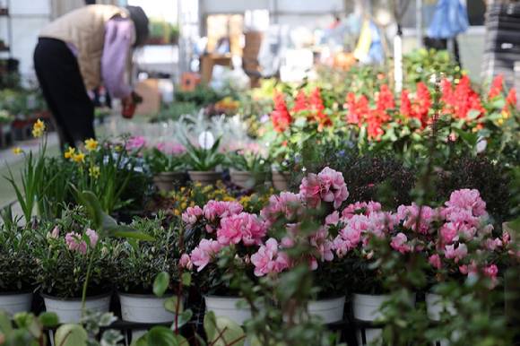 경기 양주화훼단지에서 손님이 화분을 사고 있다. [사진=연합뉴스]