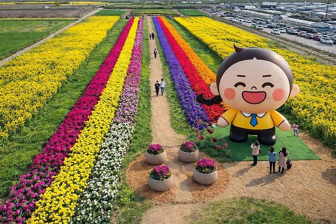 삼척 맹방 유채꽃 축제장. 삼척시 제공