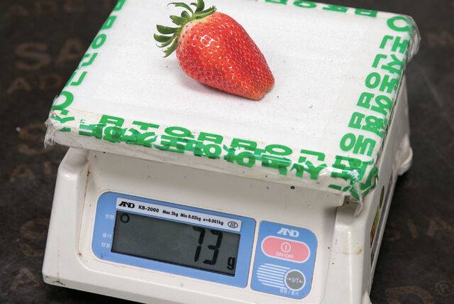 조이베리는 ‘킹스베리’ 다음으로 대과가 많이 생산되는 품종으로 과중이 70g 이상 나오기도 한다.