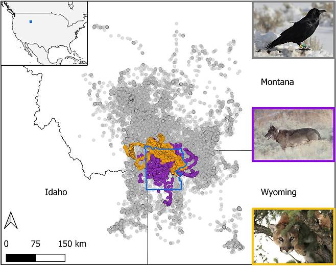 미국 옐로스톤 국립공원 내 까마귀·늑대·퓨마 위치 지도 2019년 10월부터 2022년 3월까지 GPS 추적장치로 파악한 까마귀(회색), 늑대(보라색), 퓨마(주황색)의 위치. [Science, Matthias-Claudio Loretto et al. 제공. 재판매 및 DB 금지]