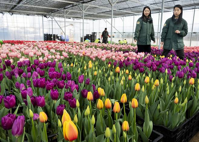에버랜드 튤립축제 이미지(사진제공=에버랜드)