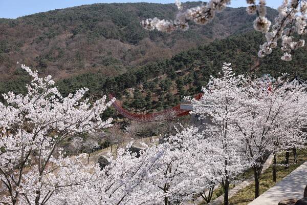 동의보감촌 무릉교 벚꽃 개화 /사진-산청군