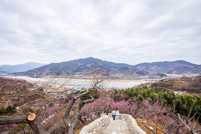'청매실농원' 돌계단에 오르면 기존 '섬진강 전망대'였던 팔각정보다 더욱 웅장한 풍경이 펼쳐진다. 광양매화마을, 섬진강, 하동 땅이 원근감 있게 펼쳐진다. / 이신영 영상미디어 기자