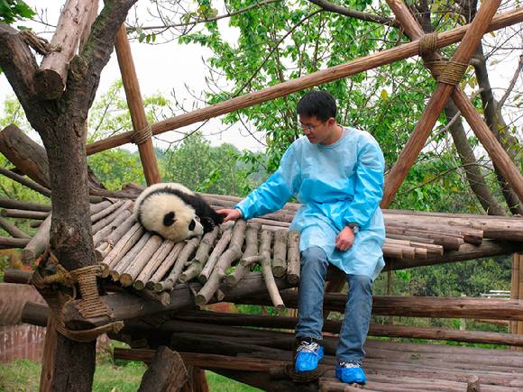 중국 청두 판다 번식 연구기지에서 직원과 판다가 즐거운 한때를 보내고 있다. [사진=WWF]