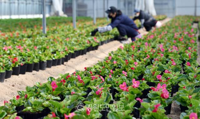 ▲ 11일 춘천 꽃묘장에서 직원들이 봄 소식을 전할 꽃들을 돌보고 있다. 방도겸 기자