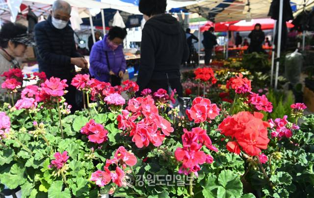 ▲ 강원 영서 대부분 지역의 낮 최고기온이 10도를 웃도는 등 완연한 봄 날씨를 보인 12일 춘천 풍물시장에서 시민들이 진열된 꽃들을 고르고 있다. 방도겸 기자