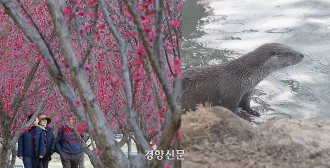 (왼쪽)전남 구례군 섬진강 수달 생태 공원에서 지난 12일 시민들이 홍매화를 감상하며 걷고 있다. (오른쪽) 수달이 물장구를 치고 있다.