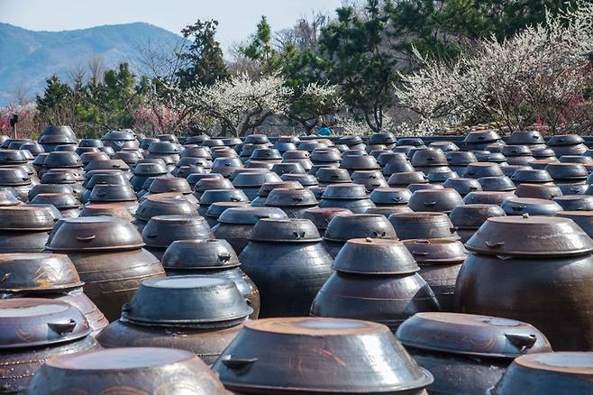 광양 매화마을 / 사진 = 한국관광공사