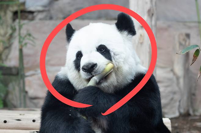 판다.[게티이미지뱅크]