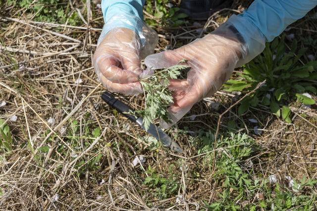 공원 등에서 나물을 함부로 채취하면 과태료가 부과될 수 있다. 클립아트코리아