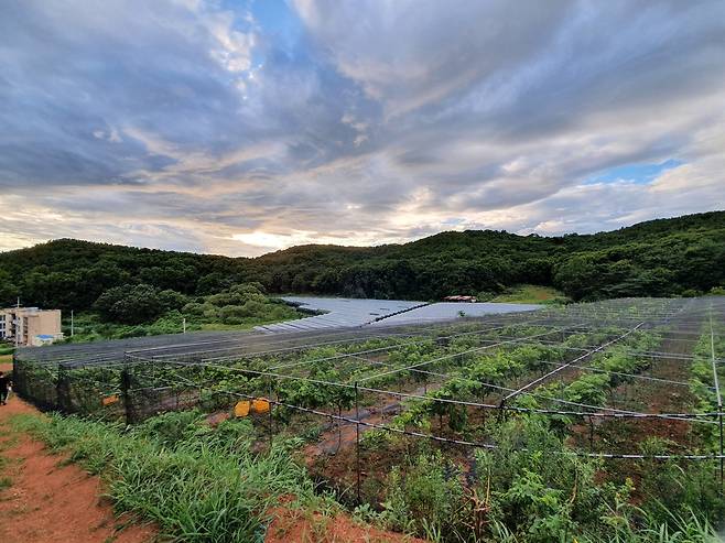 안산 '그랑꼬또 와이너리' [그린영농조합법인 제공. 재판매 및 DB 금지]