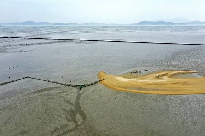 신안 증도 화도와 칠면초