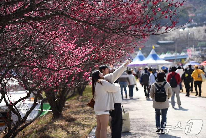 15일 광양매화축제를 찾은 연인이 홍매화 아래서 사진을 촬영하고 있다. 2026.3.15/뉴스