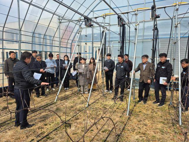 경북 사과 재해대응형 시설재배 협의체가 지난 13일 청송군 황금사과 연구단지에서 재배되는 사과를 살펴보고 있다. 경북도 제공