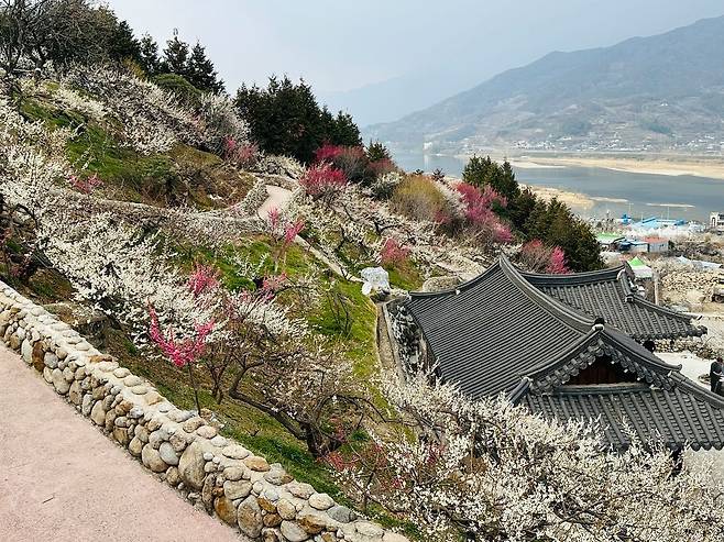 전남 광양시 섬진강변 33만㎡(약 10만평)를 무대로 펼쳐지는 매화축제장 전경. 사진 광양시