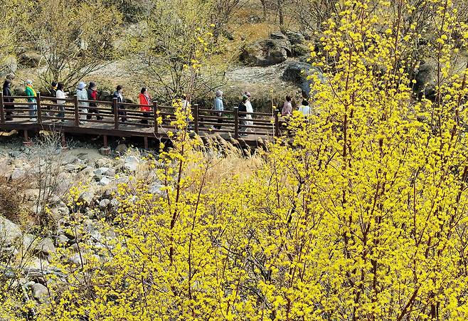지난 11일 전남 구례군 산동면 반곡마을에서 상춘객들이 노랗게 꽃망울을 터뜨린 산수유꽃을 감상하며 산책하고 있다. 제27회 구례산수유꽃축제가 산동면 일원에서 오는 14일부터 22일까지 9일간 열린다. 연합뉴스