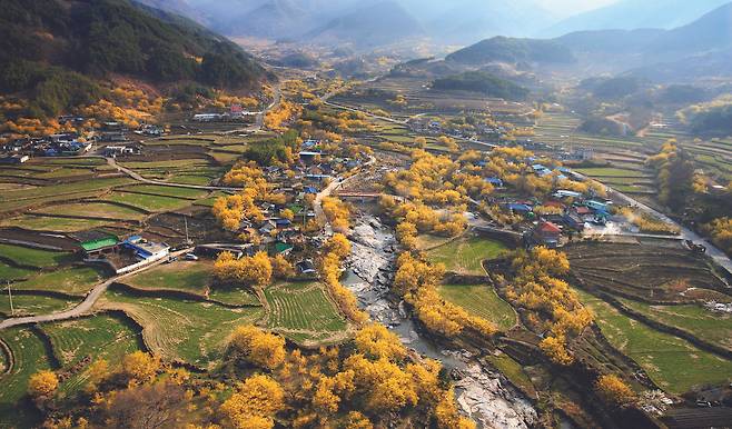 산수유 꽃이 노랗게 만개한 전남 구례군 산동면 일대의 전경. 사진 구례군