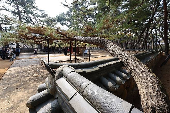 담장 밖에서 단종어소를 향해 기울어진 형태 때문에 ‘엄흥도 소나무’로 불리는 소나무.