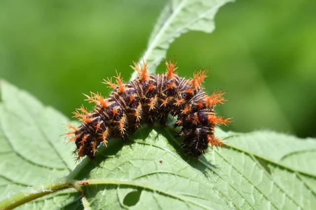 ▲ 환삼덩굴과 네발나비 애벌레