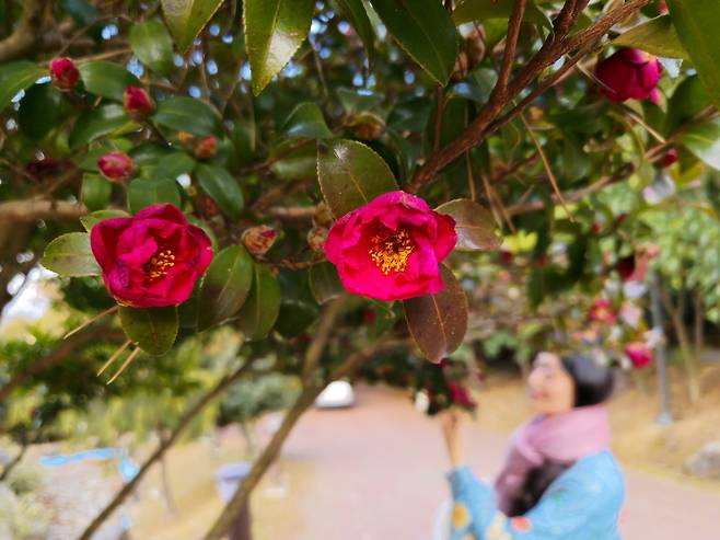 정남진 편백숲 우드랜드 애기동백.