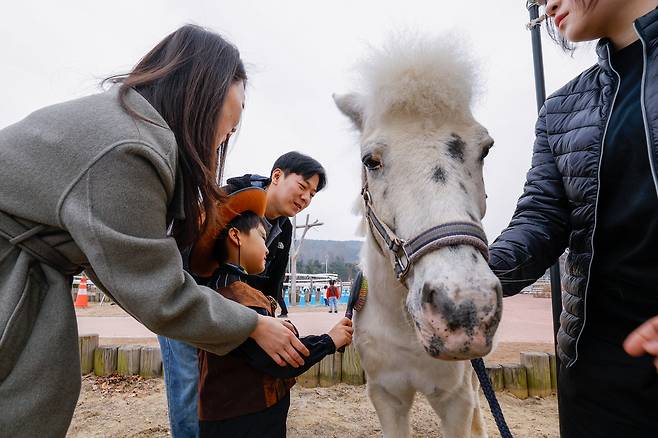 15일 경기 과천시 렛츠런파크 서울에서 열린 ‘2026 포니랜드 포니 체험’에서 어린이들이 포니의 털을 다듬는 그루밍 체험을 하고 있다.