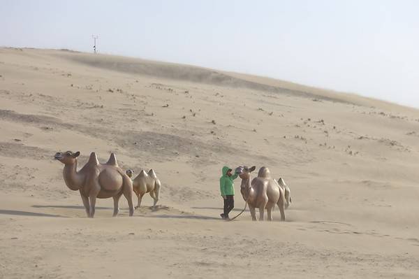 인천시 옹진군은 최근 관광 활성화를 위해 옹진군 대청도 옥죽동 사구에 대형 낙타 조형물 2개를 설치했다.&nbsp;
