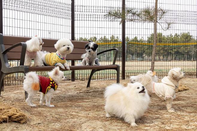 대전 대덕구가 덕암야구장에 조성한 반려동물 놀이터에서 반려동물이 뛰어놀고 있다. (사진= 대전 대덕구)