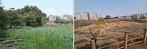 연꽃 명소였던 광주 광산구 수완1저수지가 올여름 다시 꽃을 피울지 주목된다. 퇴적물로 저수지 절반가량이 육지화되면서 연꽃이 고사했지만, 준설과 수생식물 식재가 본격 추진되며 복원 작업이 속도를 내고 있다. /광산구 제공