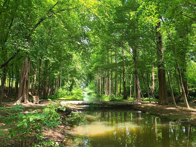 ▲ 경주 경북천년숲 전경, 경북도제공
