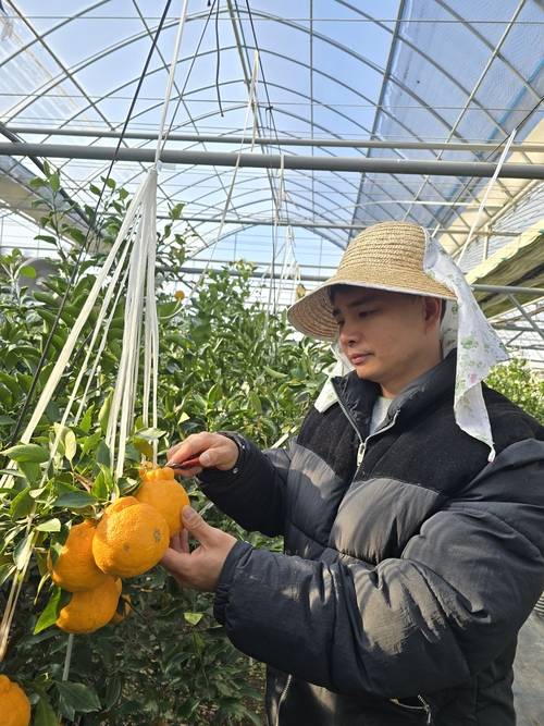 지난 5일 대구 동구 둔산동 아열대 농장에서 만난 손효동 대표가 한라봉을 따고 있다. 김현목 기자