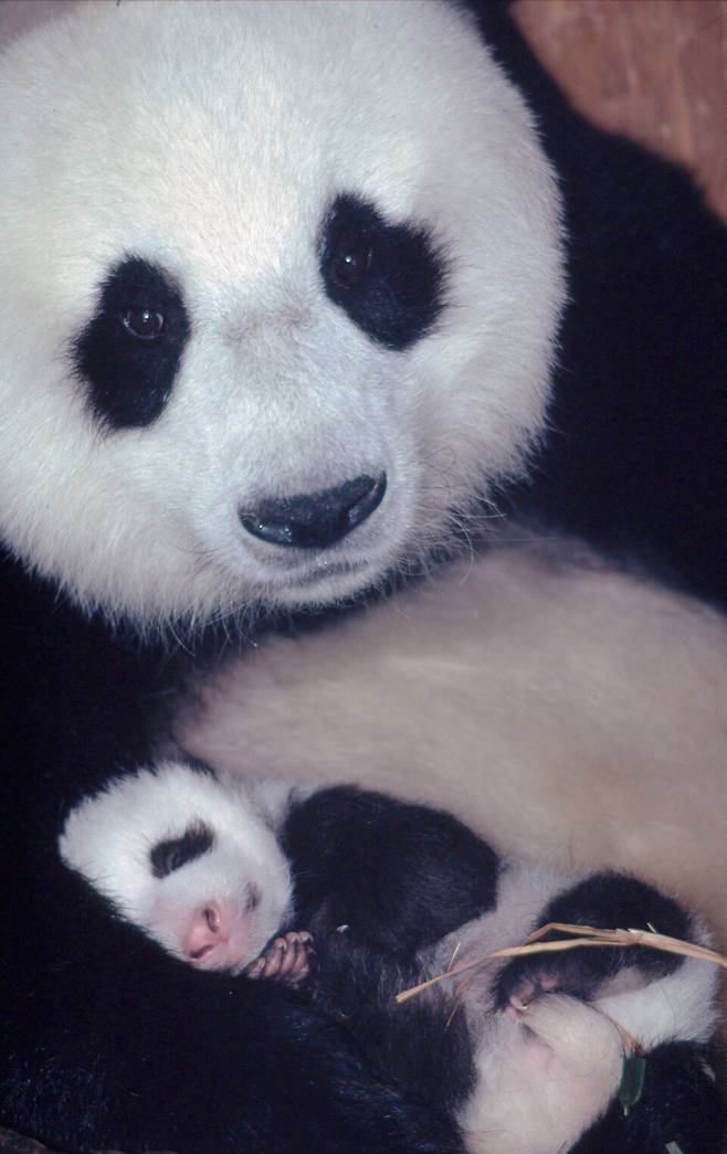 암컷 판다와 생후 1개월 새끼 판다. (사진&nbsp;Susan A. Mainka_WWF)/뉴스펭귄