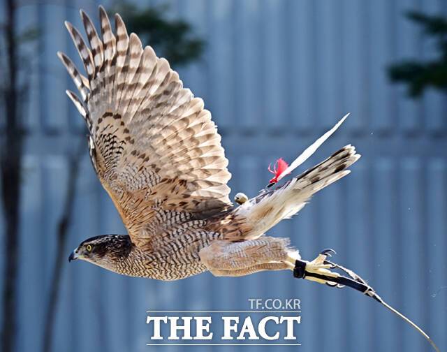 '남한산성 올라가 이화문전 바라보니 수진이 날진이 해동청 보라매 떴다' 김세레나의 노래 '남한산성'의 가사말이다. 수지니(새끼 때부터 집에서 사람의 손으로 길들인 매), 날지니(야생 매), 해동청(海東靑, 수지니 중 깃털에 푸른빛이 나는 것), 송골매(수지니 중 깃털색이 흰 것), 보라매(난 지 1년이 안 된 새끼를 잡아 길들여서 사냥에 쓰는 매)는 모두 매를 일컫는 말이다.
