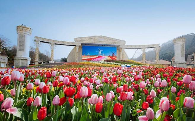 형형색색 화사한 튤립이 끝없이 펼쳐진 에버랜드 '인피니티 튤립가든'. 삼성물산