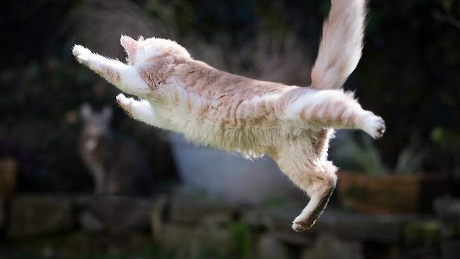 100년 난제 ‘고양이 낙하 문제’의 비밀이 유연한 척추에 있다는 연구 결과가 나왔다. 360도 회전하는 상부 흉추가 공중에서 몸을 틀어 안전한 착지를 가능케 한다는 분석이다. 사진=게티이미지뱅크