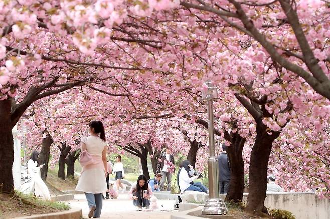 대구대 학생과 인근 주민들이 겹벚꽃을 배경으로 사진을 찍고 있다. 2025.4.17 (ⓒ뉴스1, 무단 전재-재배포 금지)