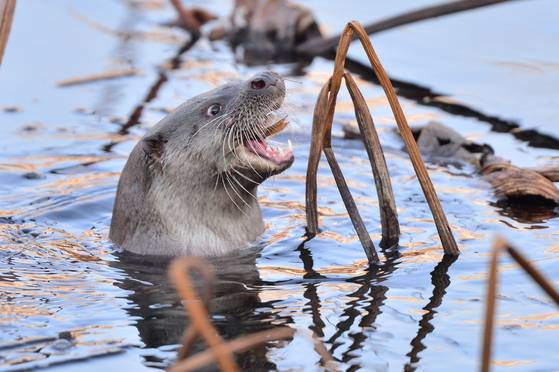 멸종위기종이자 천연기념물인 수달이 연못에서 먹잇감을 사냥하고 있다. 뉴스1