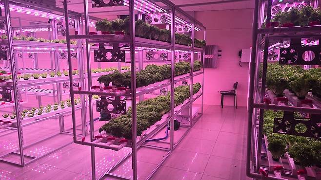 대전시 동구 삼성동에 들어선 스마트팜. 스마트팜 업체 '동구나무'가 만든 이곳에는 버섯과 채소 등을 재배한다. 사진 동구나무