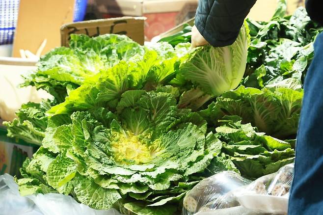 '두바이 쫀득 쿠키'(두쫀쿠)에 이어 '봄동 비빔밥'이 인기를 끌면서 봄 제철 채소인 봄동 가격이 한 달 새 30% 가까이 오른 것으로 나타났다. /사진=연합뉴스