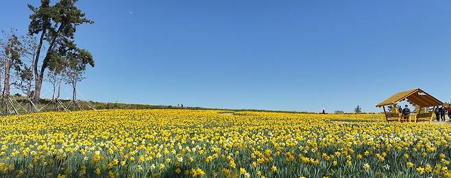 신안군 지도읍 선도에 핀 수선화 군락지. 신안군 제공