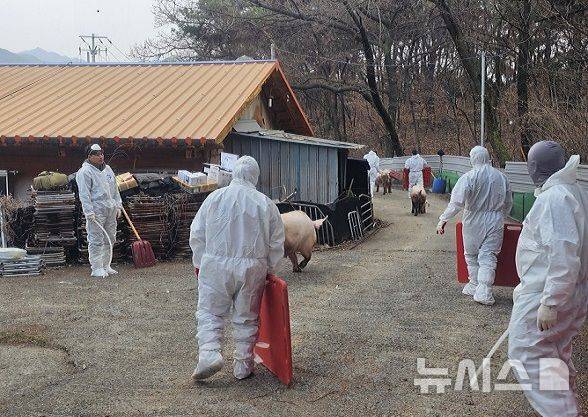[창녕=뉴시스]14일 경남 창녕군 창녕읍 소재 번식 전문 돼지농장의 사육 돼지 폐사체에서 아프리카돼지열병(ASF) 항원이 검출됨에 따라 경남도 및 창녕군 방역 관계자들이 긴급 방역소독 등 조치를 취하하고 있다.(사진=경남도 제공) 2026.02.14. photo@newsis.com