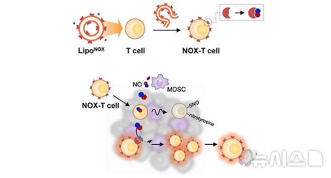 [포항=뉴시스] = 세포 표면 엔지니어링 기술을 이용해 형성된 일산화질소 소거능을 가진 T 세포와 이를 이용한 효과적인 T 세포 치료제의 항암 효과. (사진=포스텍 제공) 2026.03.16. photo@newsis.com